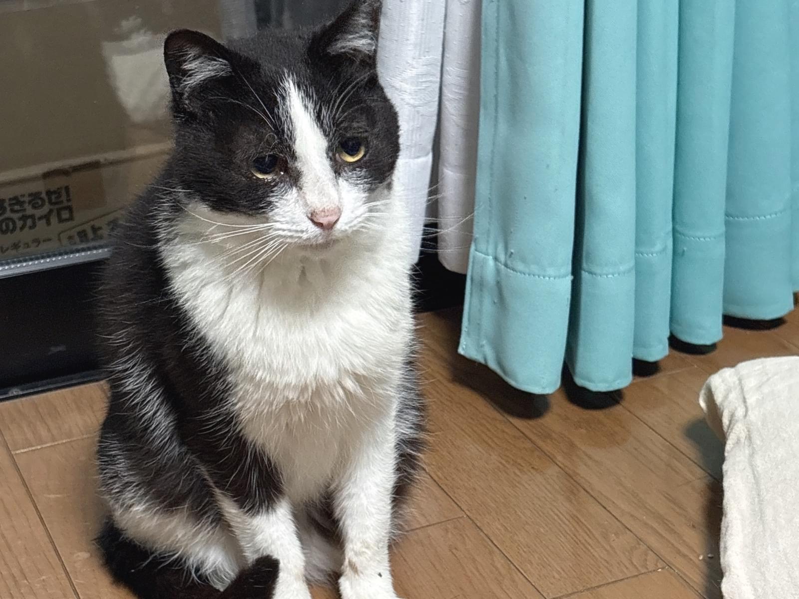 もーちゃん