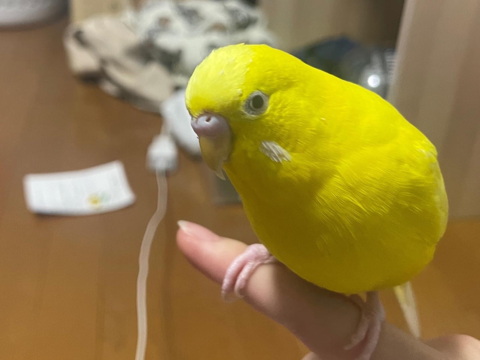 ゆずちゃん ゆずちゃん