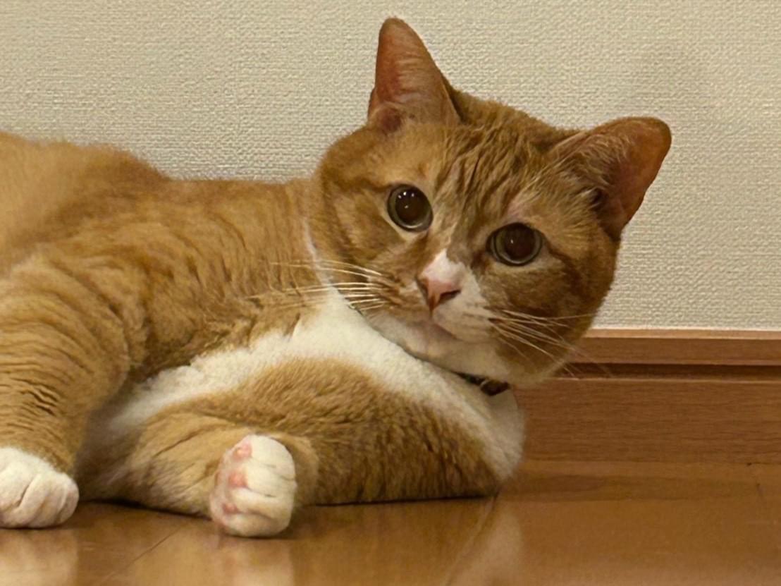 ギンちゃん ギンちゃん
