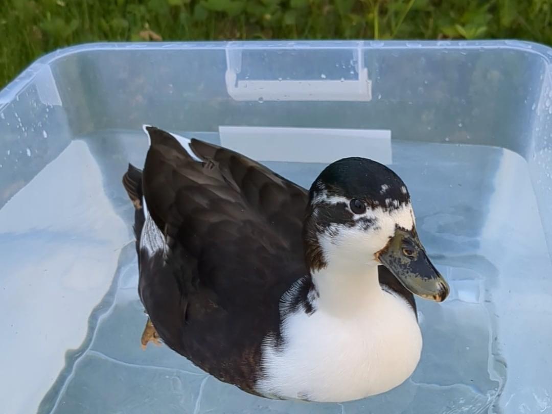 ククちゃん ククちゃん