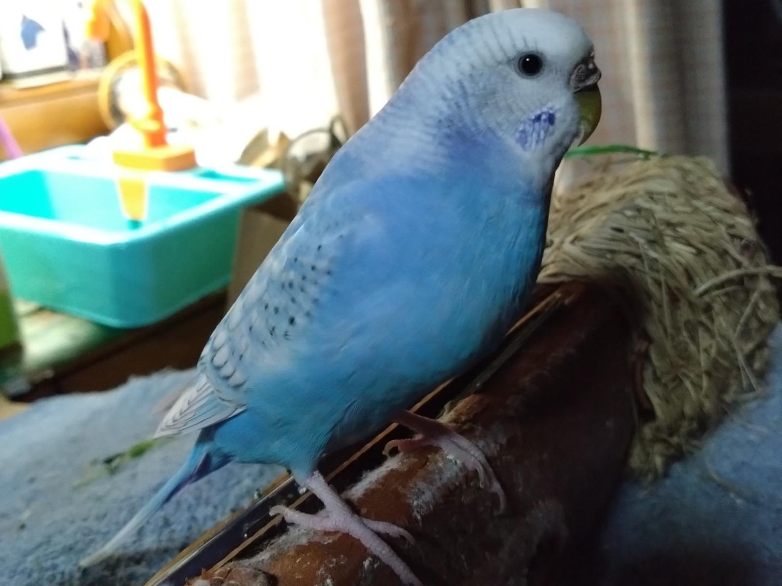 ピーちゃん ピーちゃん