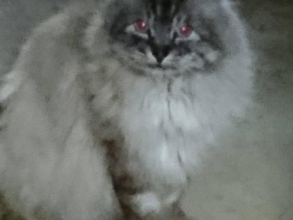 目撃された猫 目撃された猫