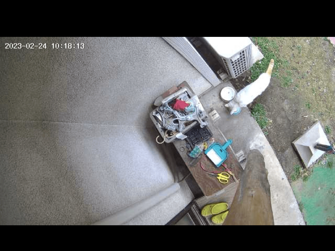 目撃された猫 目撃された猫