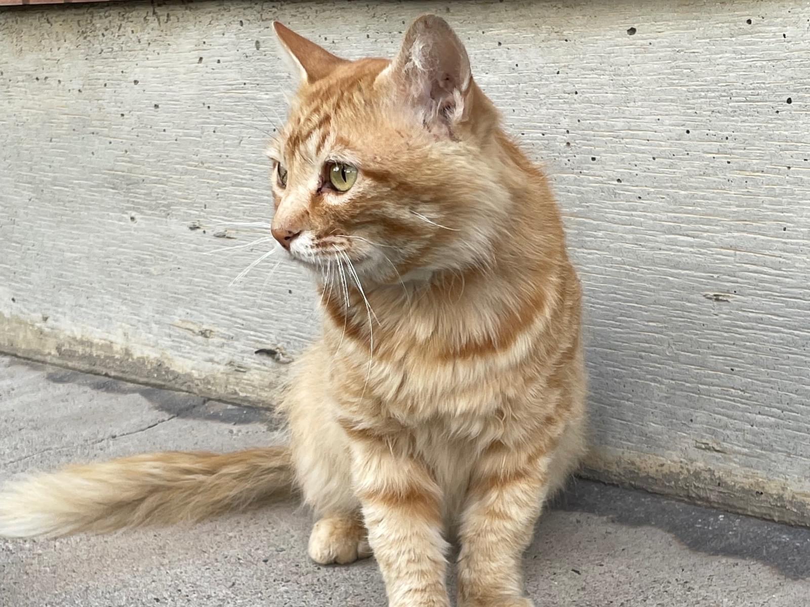 目撃された猫 目撃された猫