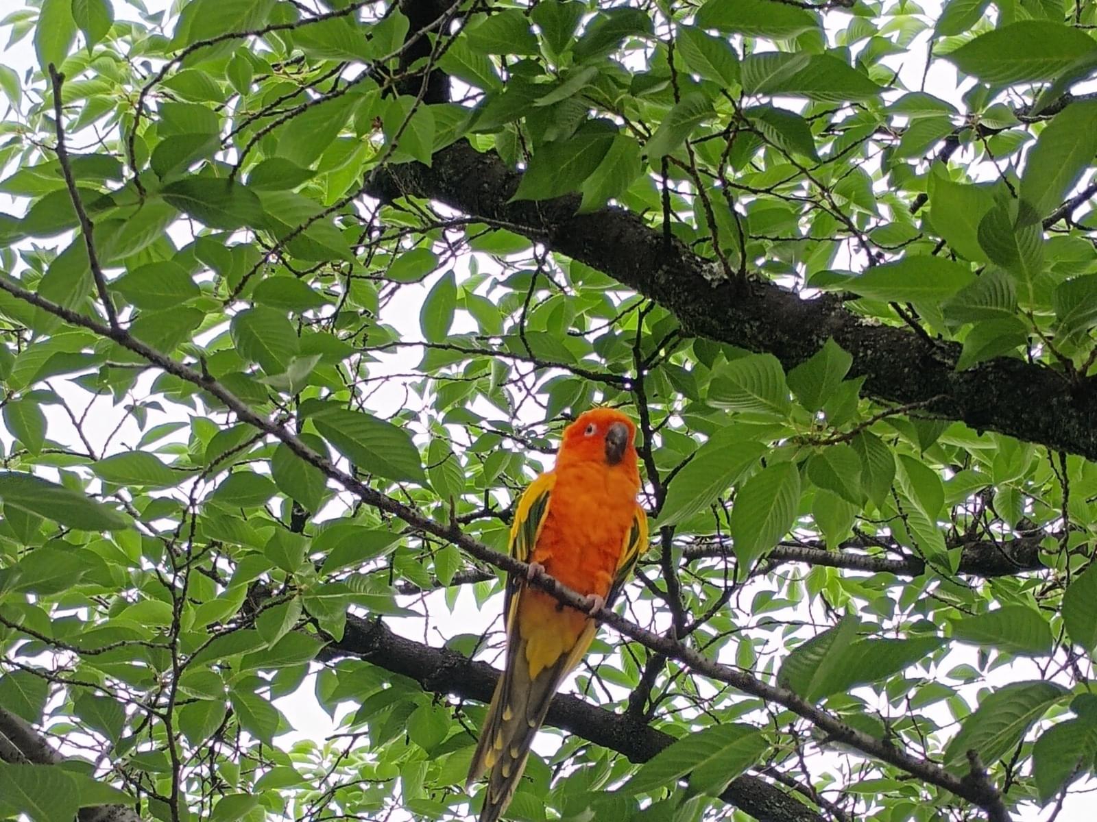 目撃された鳥 目撃された鳥