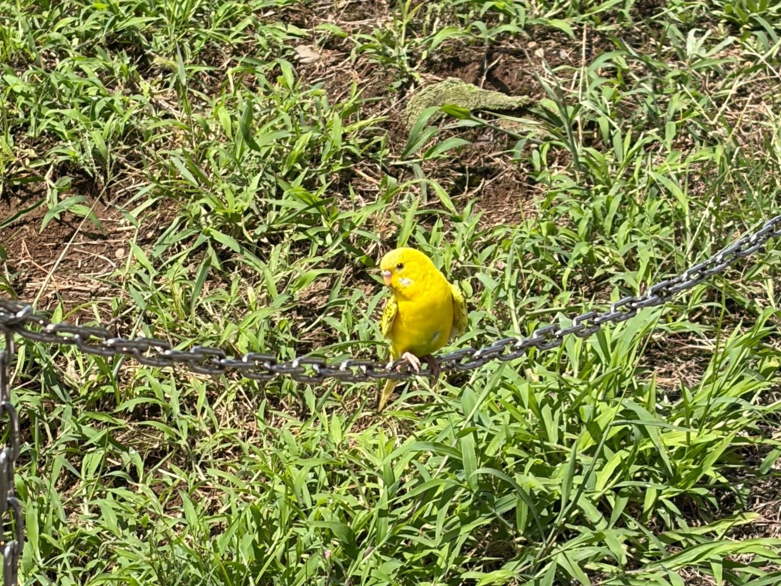 目撃された鳥 目撃された鳥