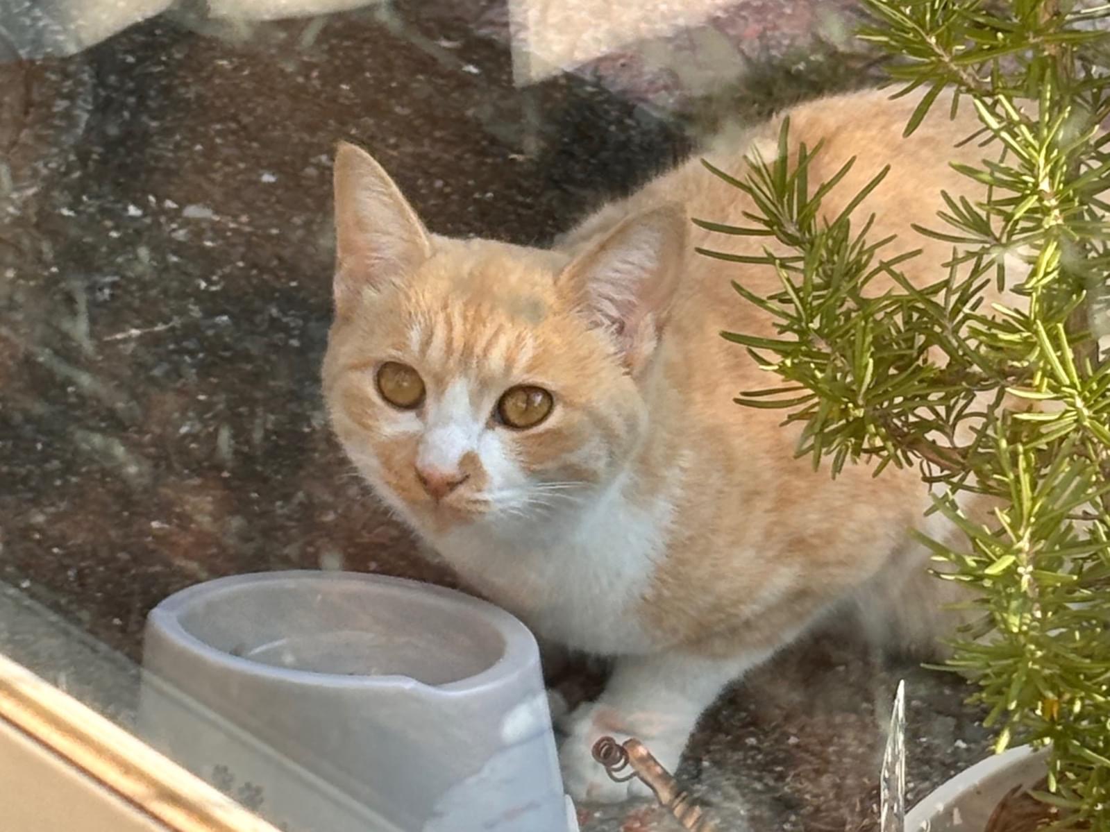保護された猫 保護された猫