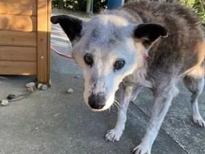 全国の迷子の犬 1322件