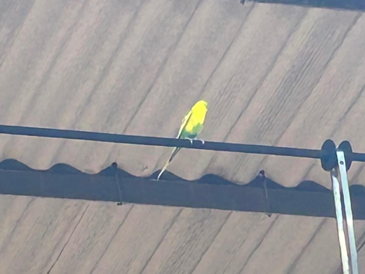 目撃された鳥 目撃された鳥