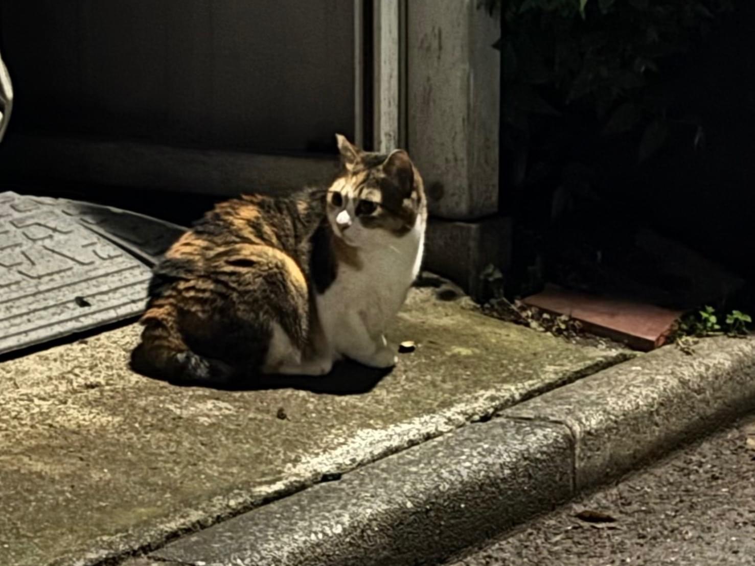 目撃された猫