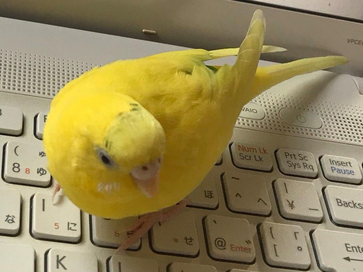 -ちゃん -ちゃん