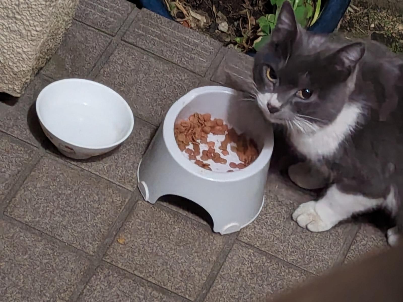 目撃された猫 目撃された猫