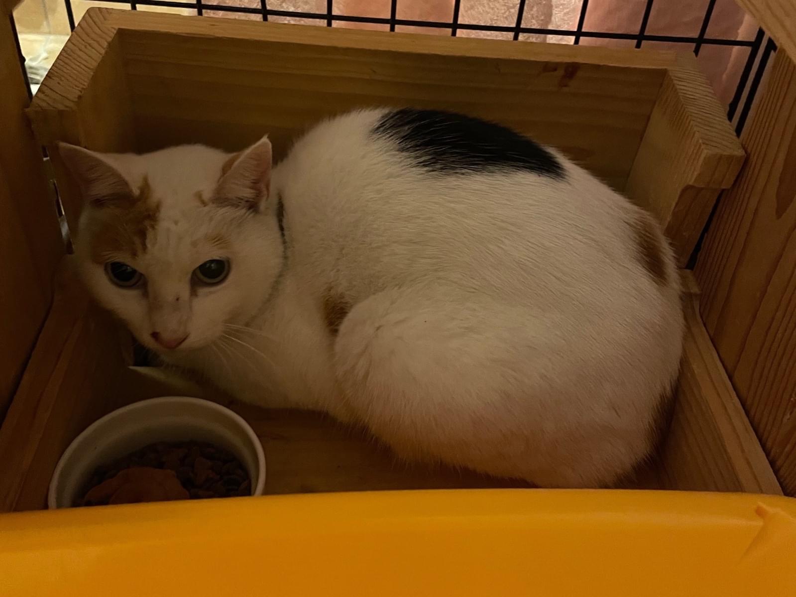 保護された猫 保護された猫