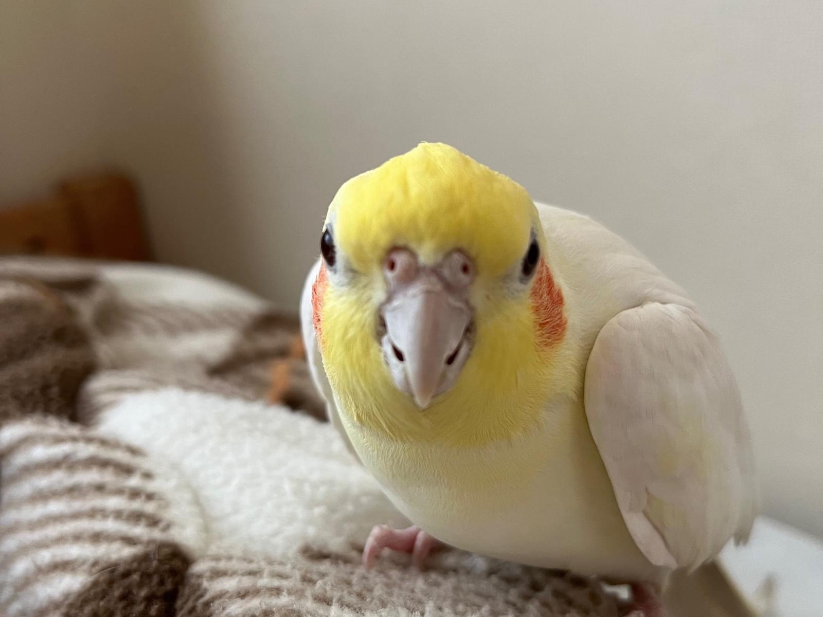 ぺぺちゃん ぺぺちゃん
