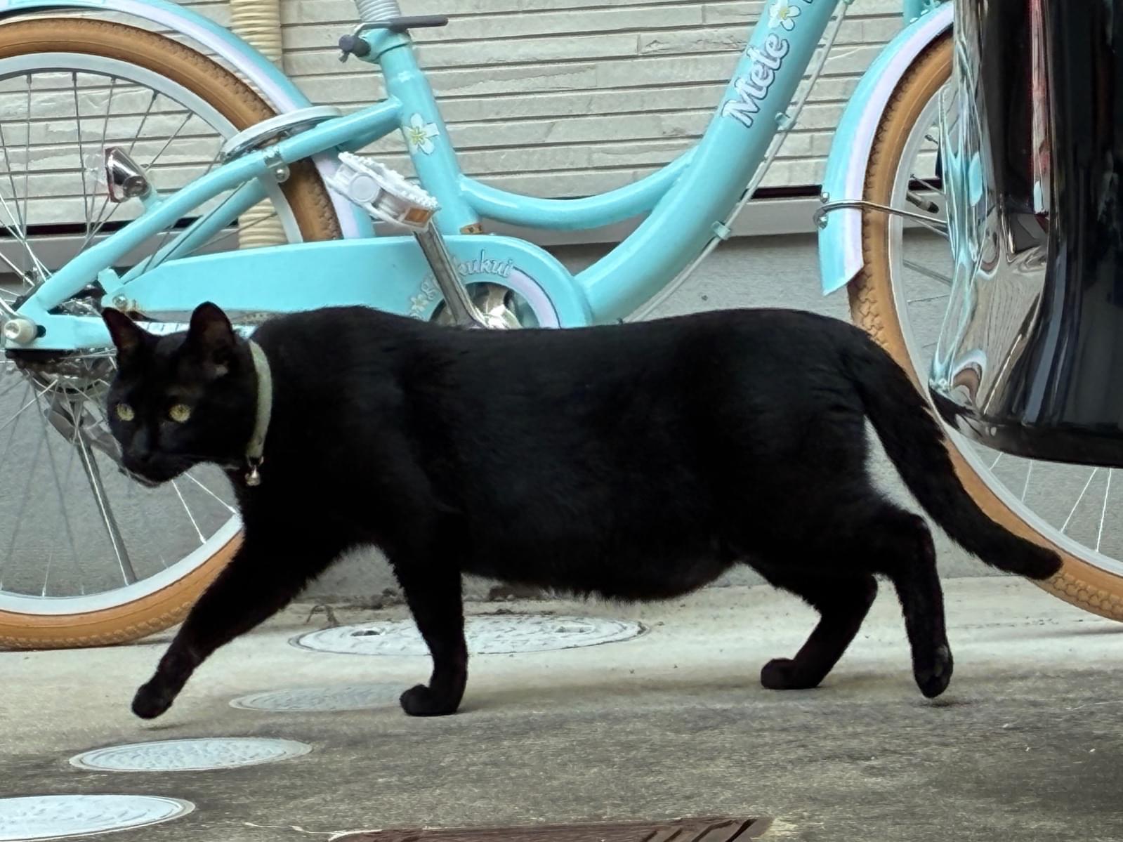 目撃された猫 目撃された猫