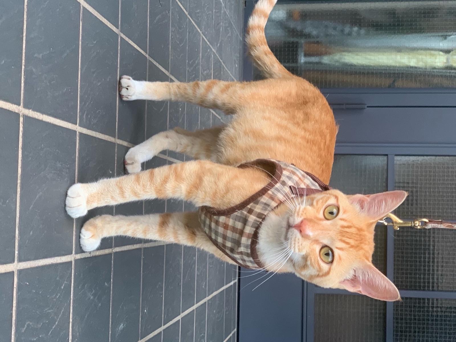 保護された猫 保護された猫