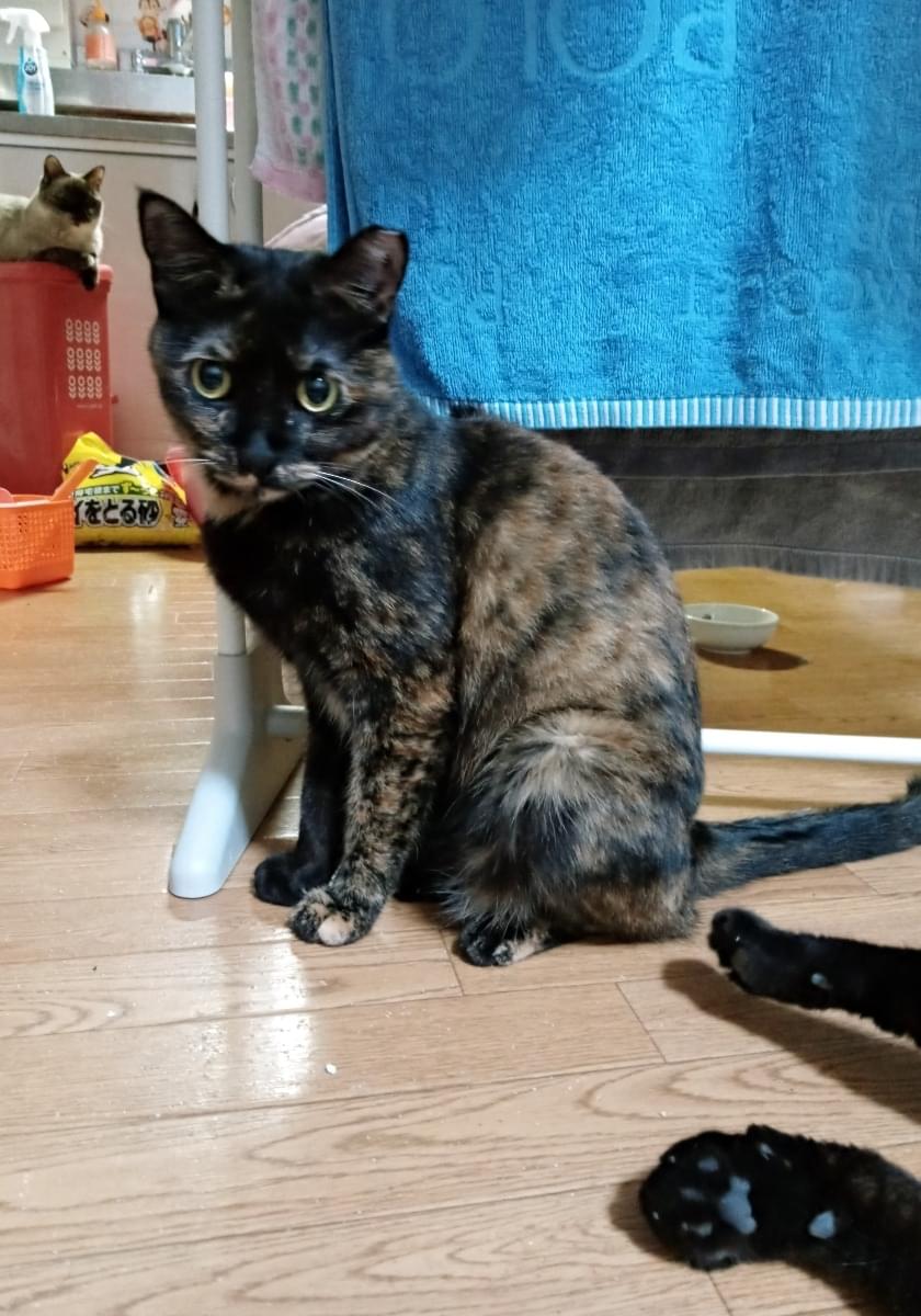 左耳カットありのサビ柄のさくら猫を探しています 左耳カットありのサビ柄のさくら猫を探しています