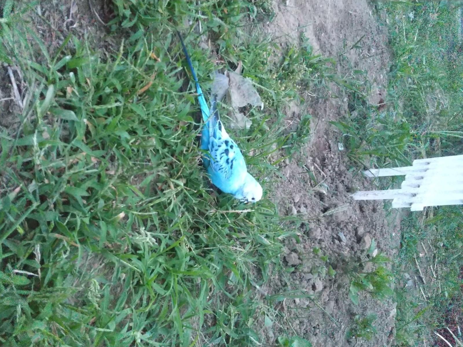目撃された鳥 目撃された鳥