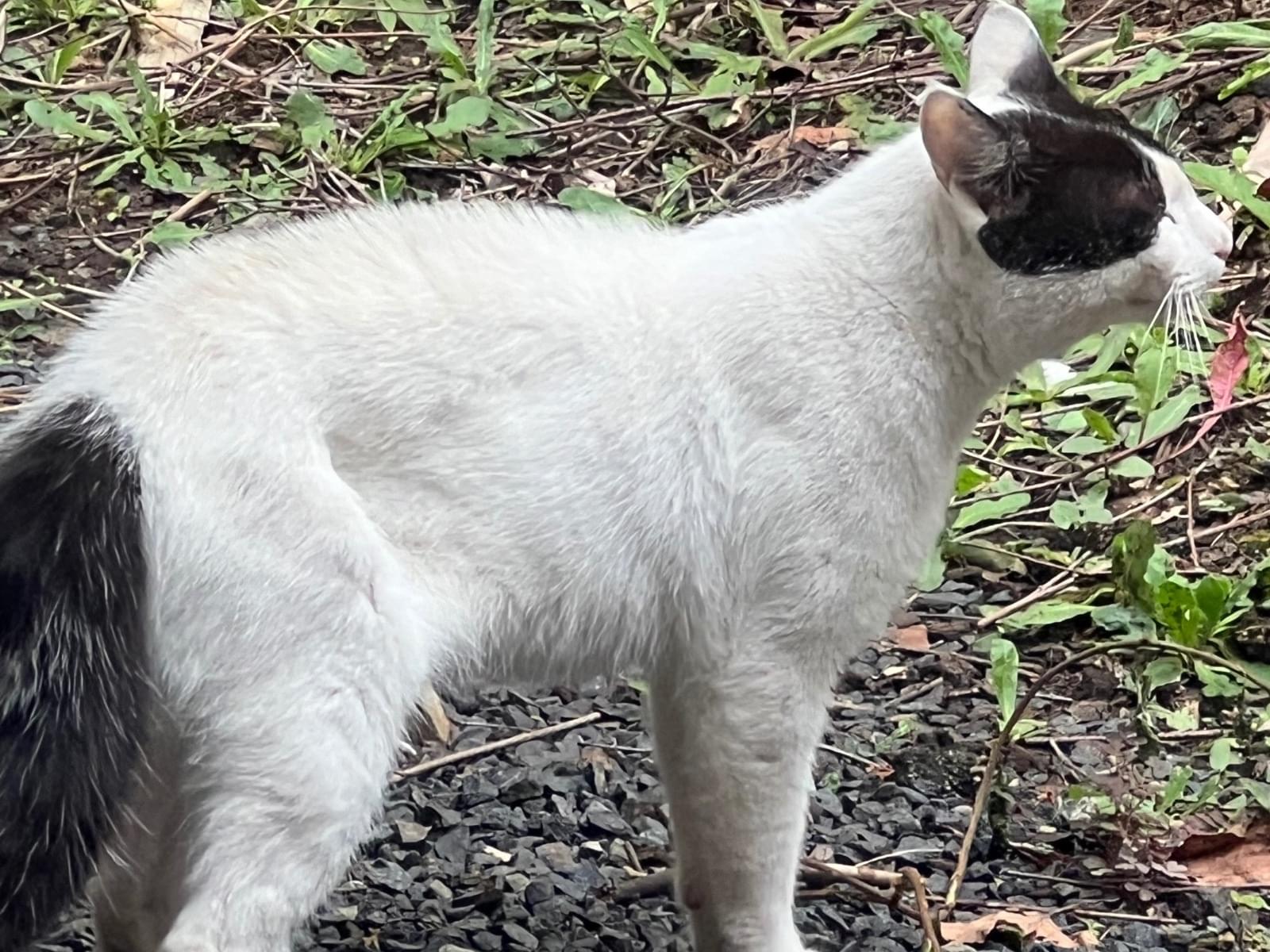 目撃された猫 目撃された猫