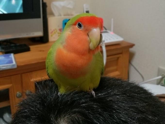 ぴーちゃん ぴーちゃん