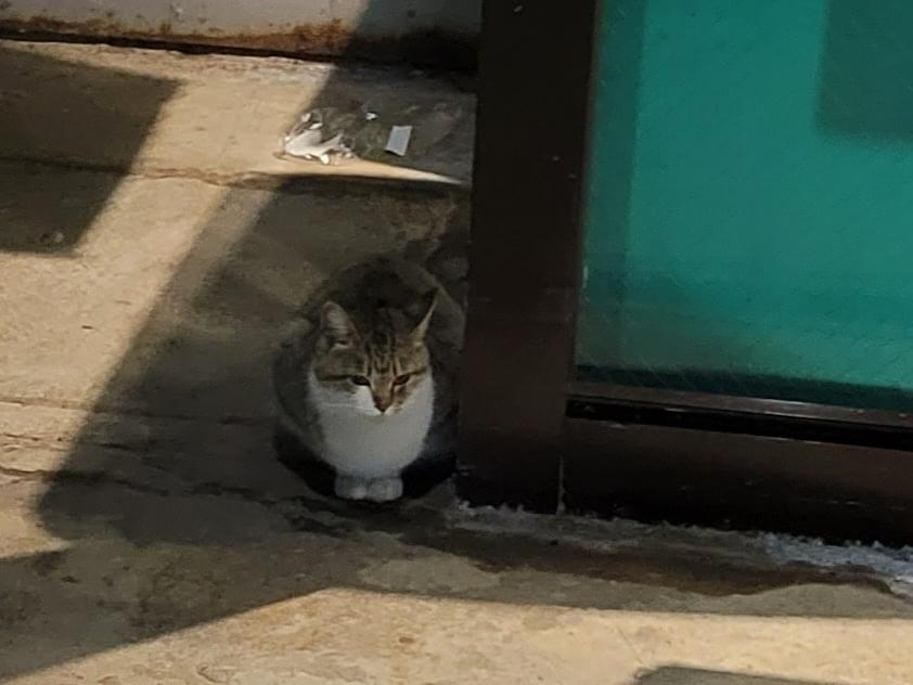 目撃された猫 目撃された猫