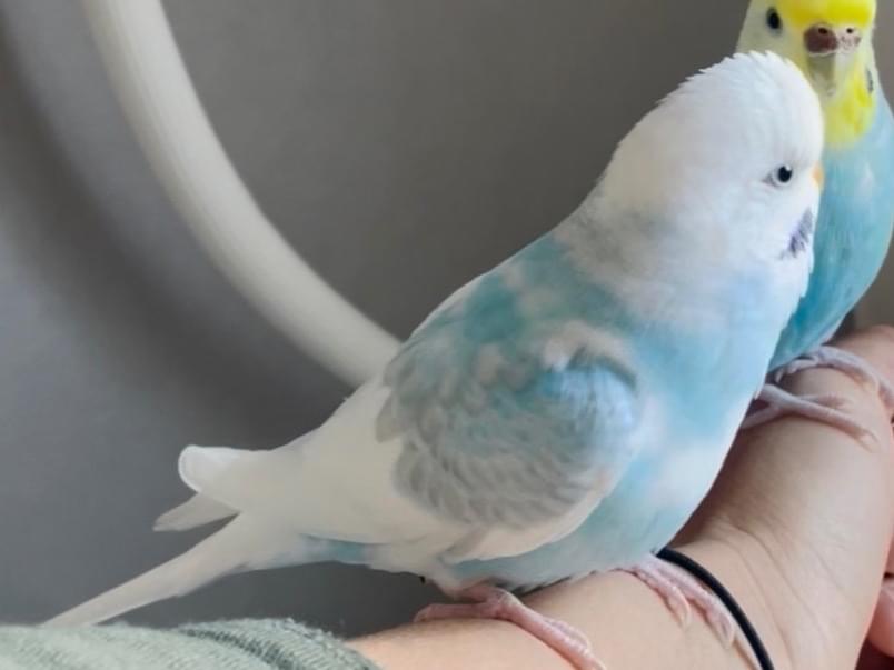 しろちゃん