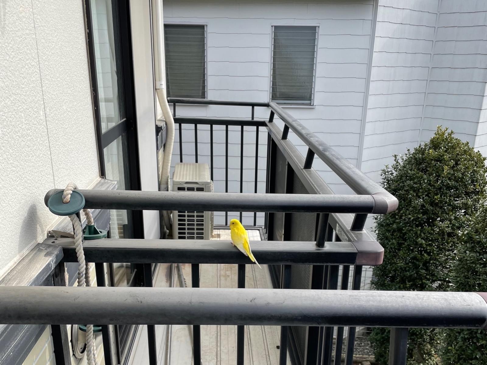 目撃された鳥 目撃された鳥