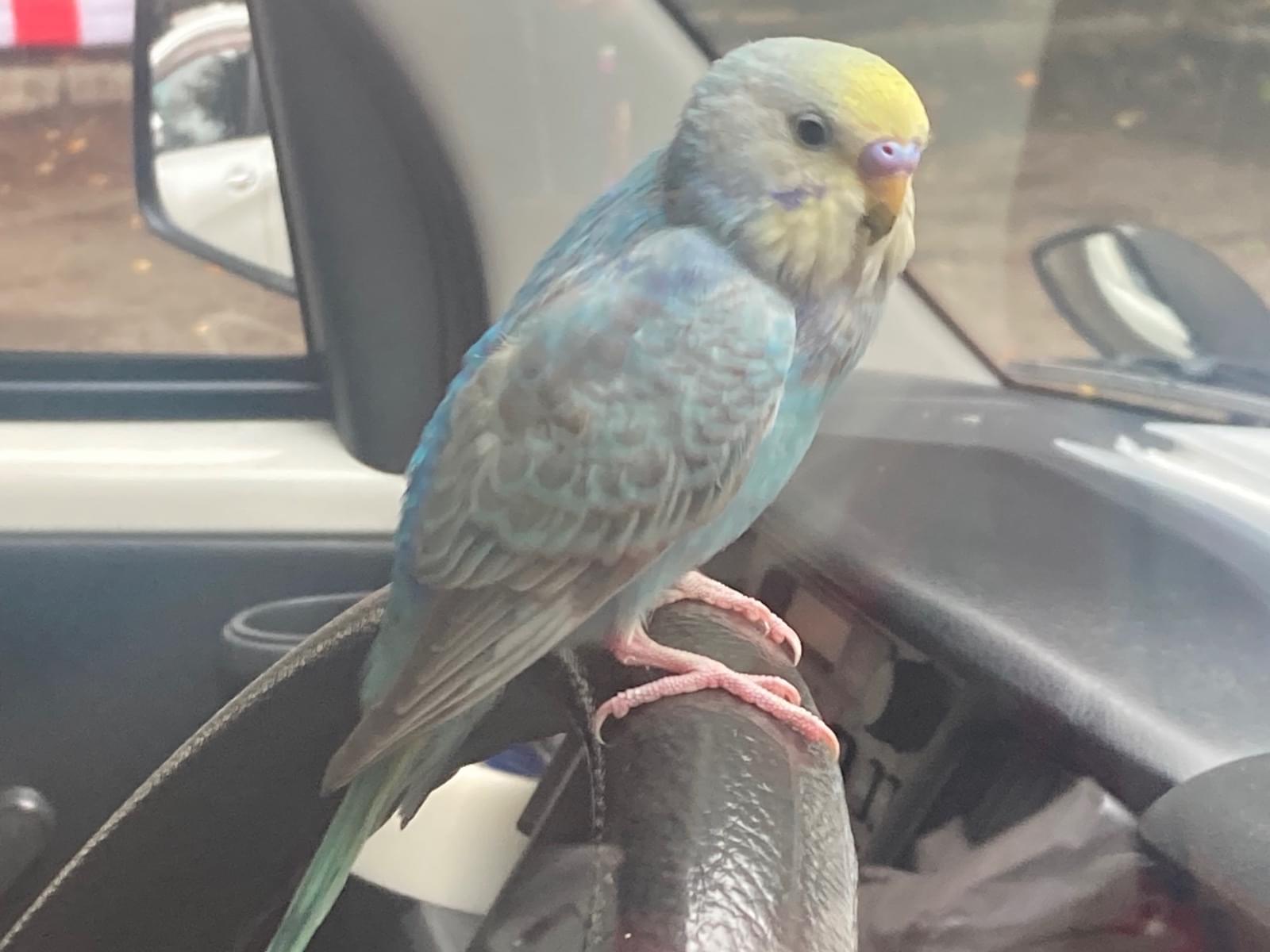 保護された鳥 保護された鳥
