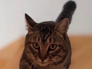 目撃された猫 目撃された猫