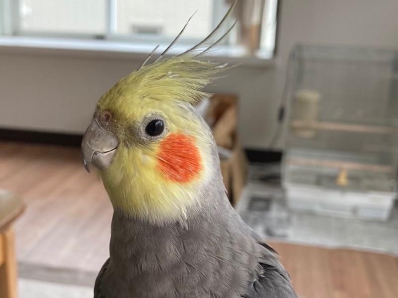 ゴマちゃん ゴマちゃん