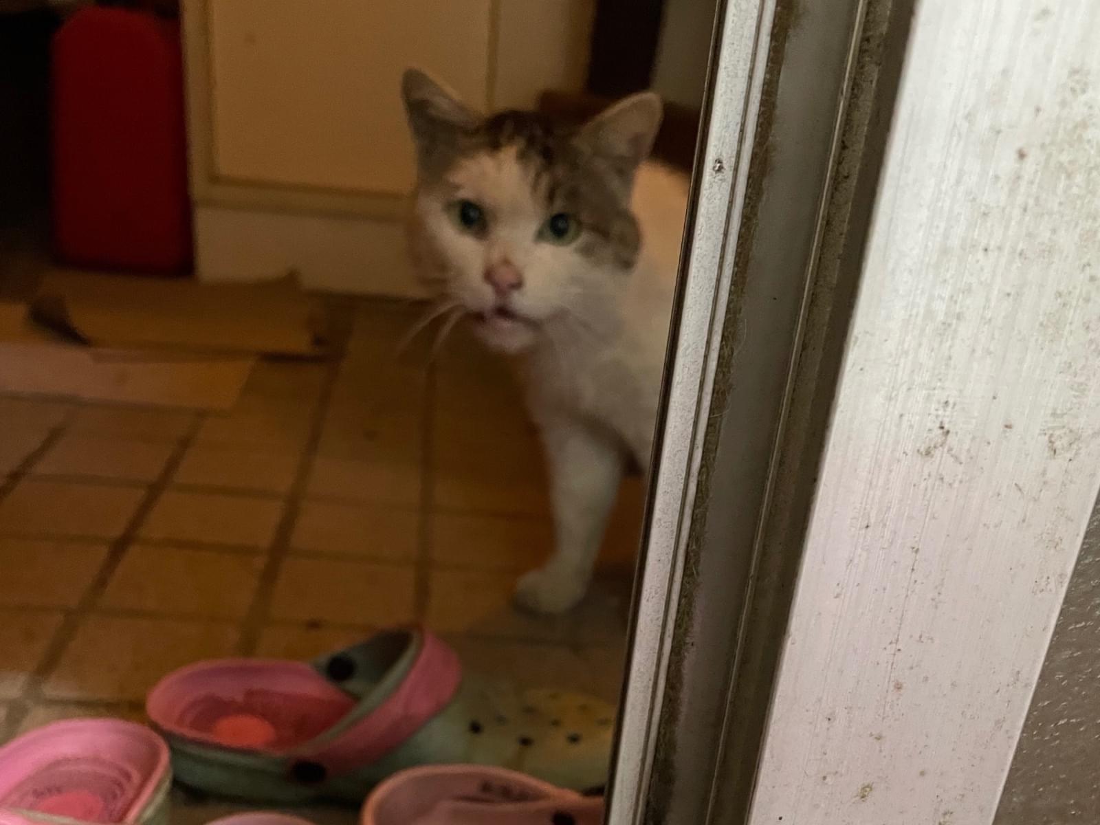 目撃された猫 目撃された猫