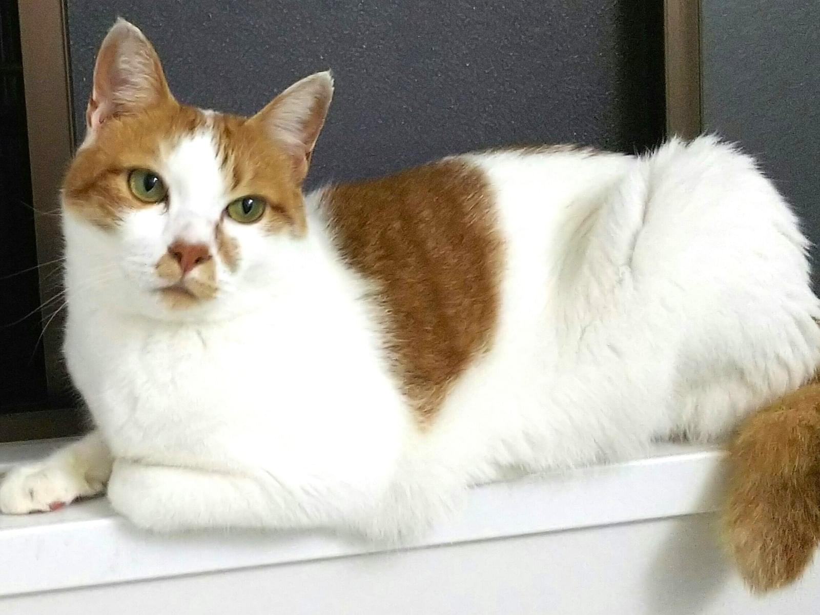 こたろうちゃん こたろうちゃん