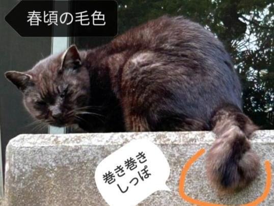 ココアちゃん ココアちゃん