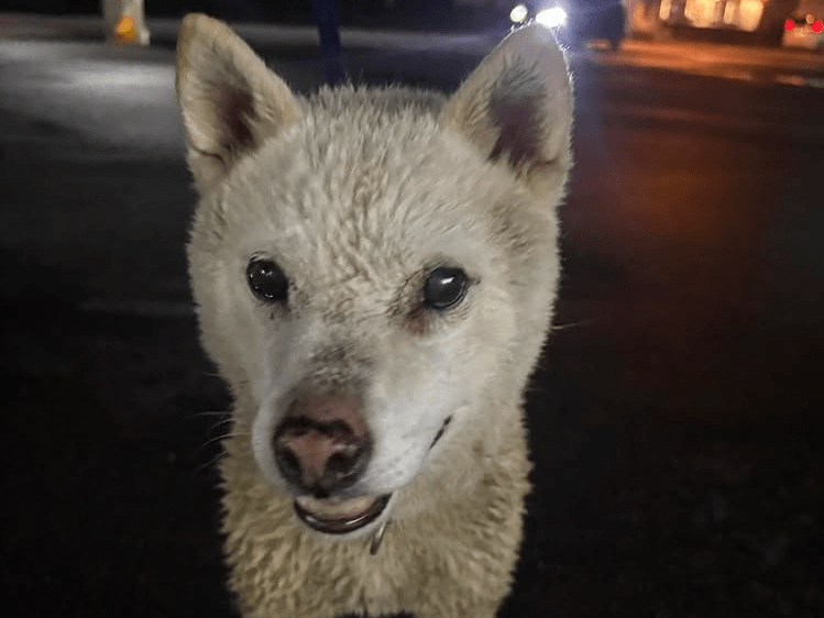 保護された犬 保護された犬