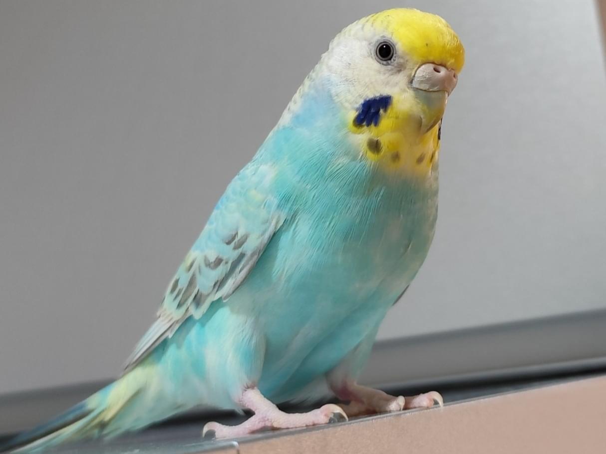 ぴっぴ