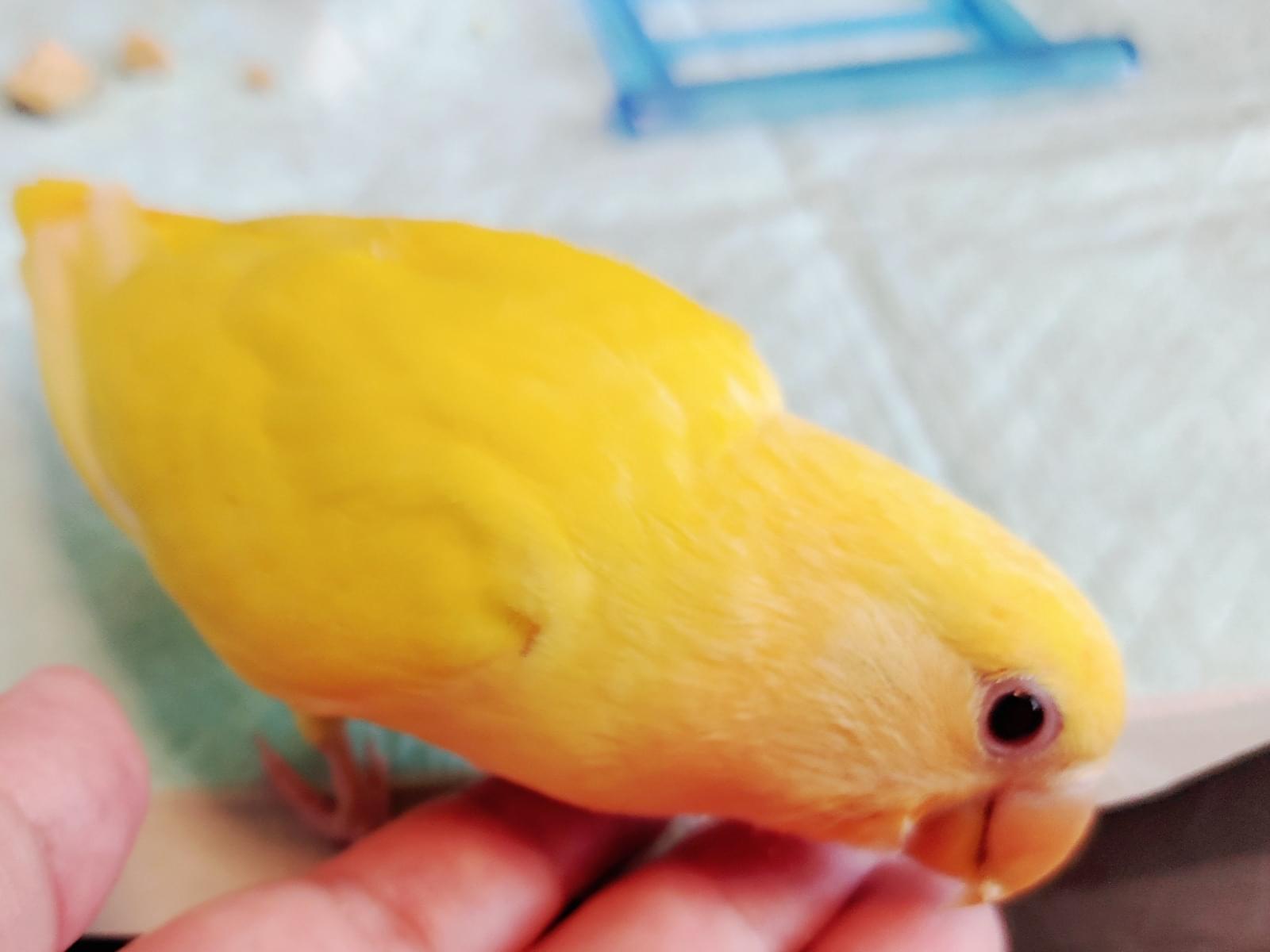 なのはちゃん なのはちゃん