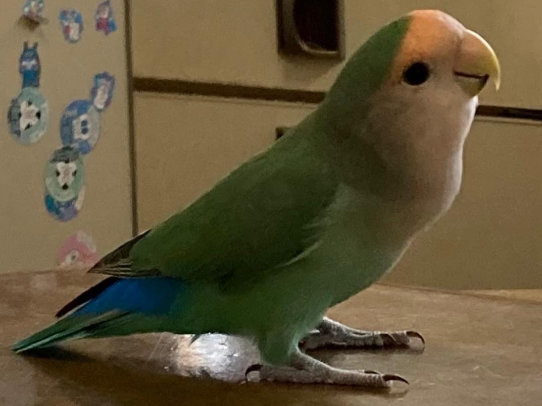 しーちゃん しーちゃん