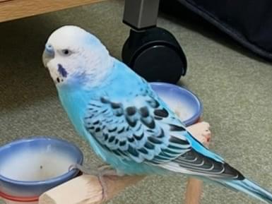 チャッピーちゃん チャッピーちゃん
