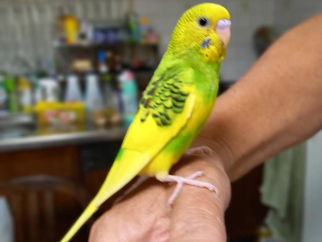 ピコちゃん ピコちゃん