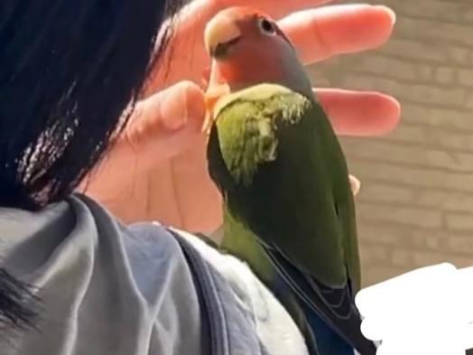 目撃された鳥 目撃された鳥