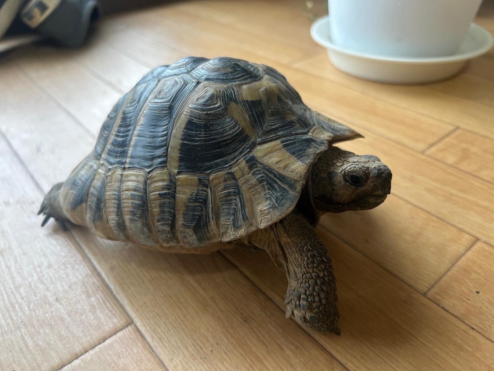 保護されたペット 保護されたペット