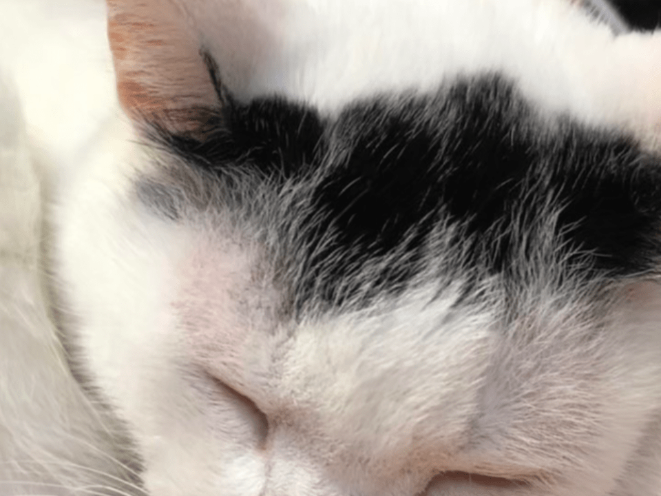 おちょちゃん おちょちゃん