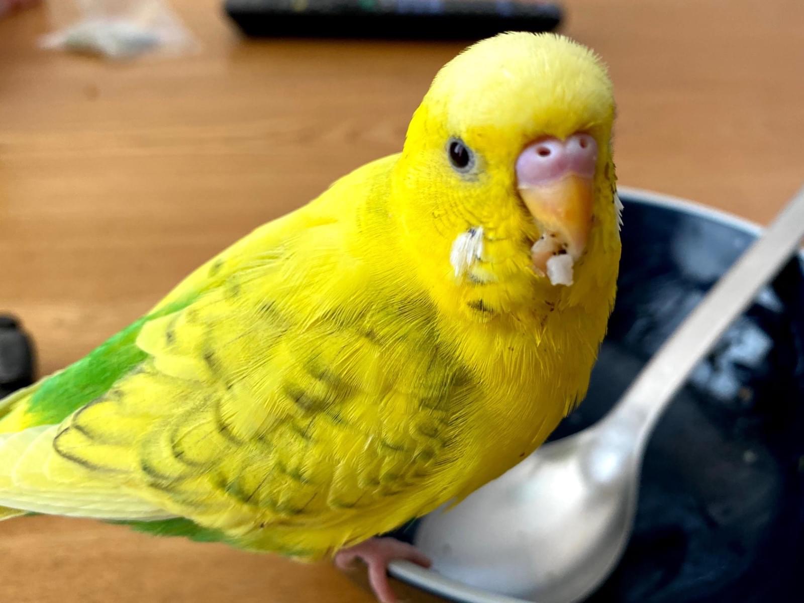 まめちゃん まめちゃん