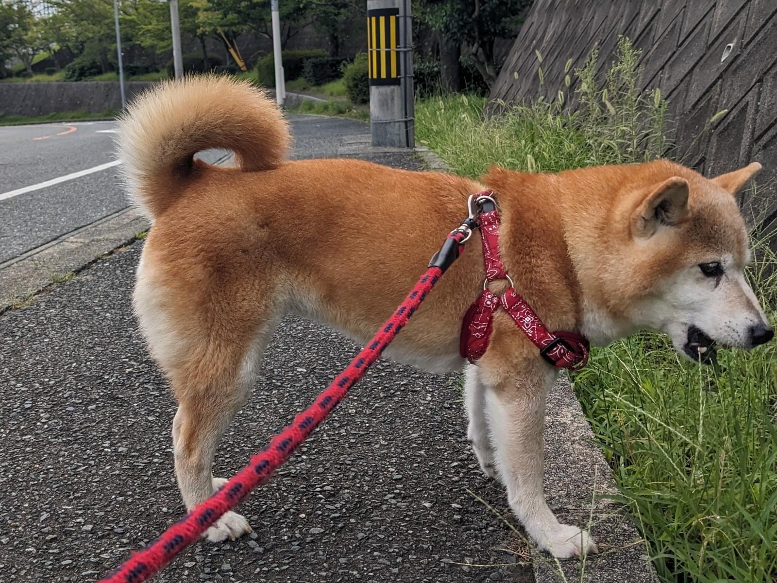 まるちゃん まるちゃん