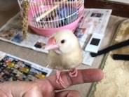 ピーちゃん ピーちゃん