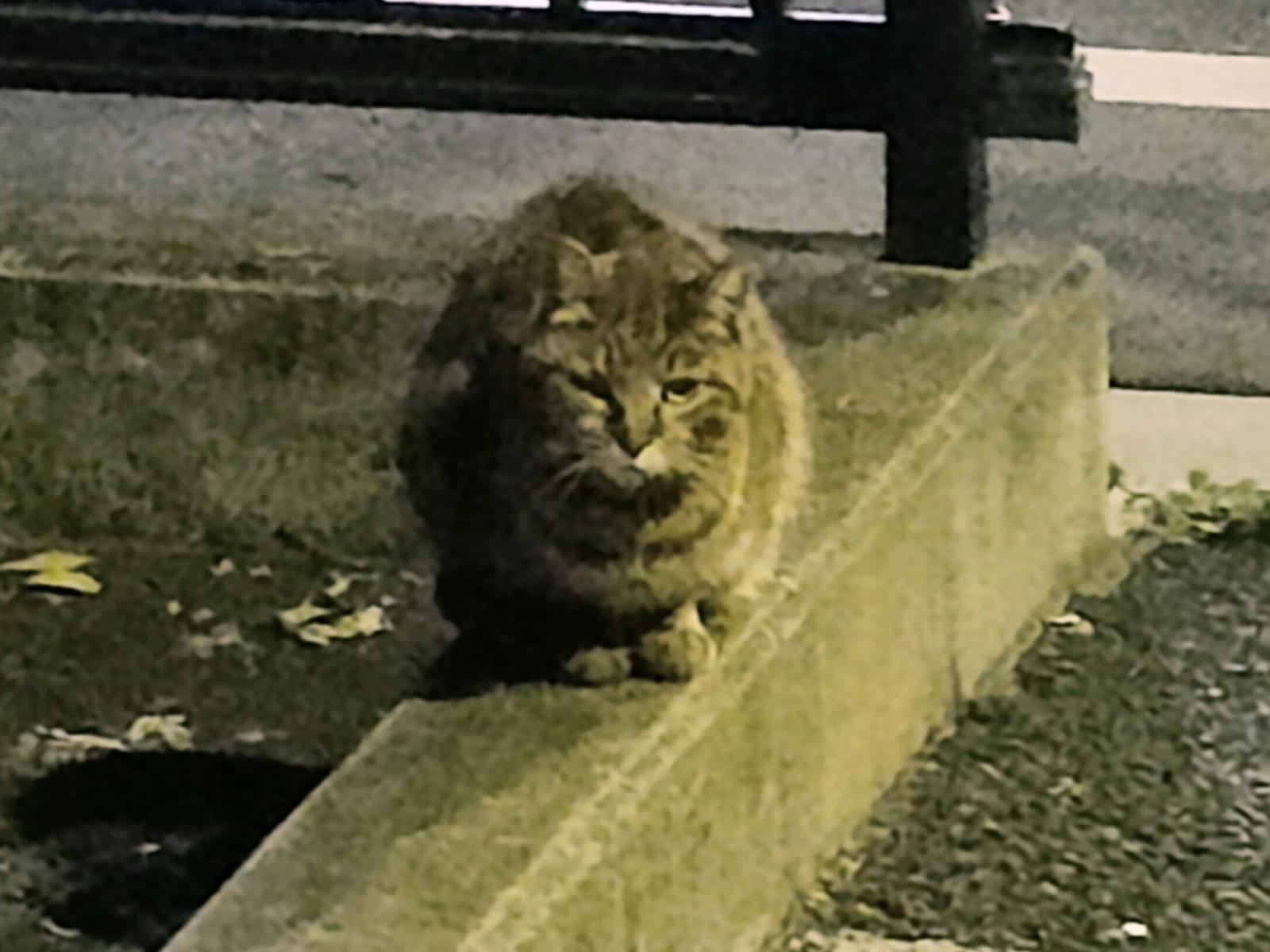 目撃された猫 目撃された猫