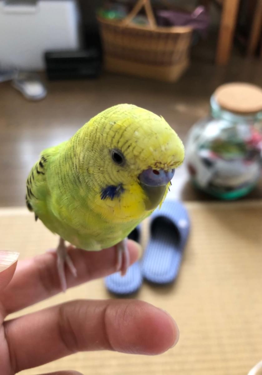 きみどり色のインコを探しています さくら公園近くで逃してしまいました