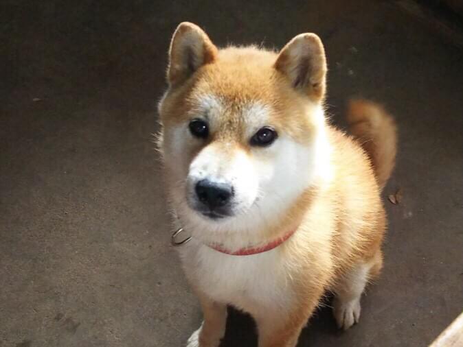 りきちゃん りきちゃん