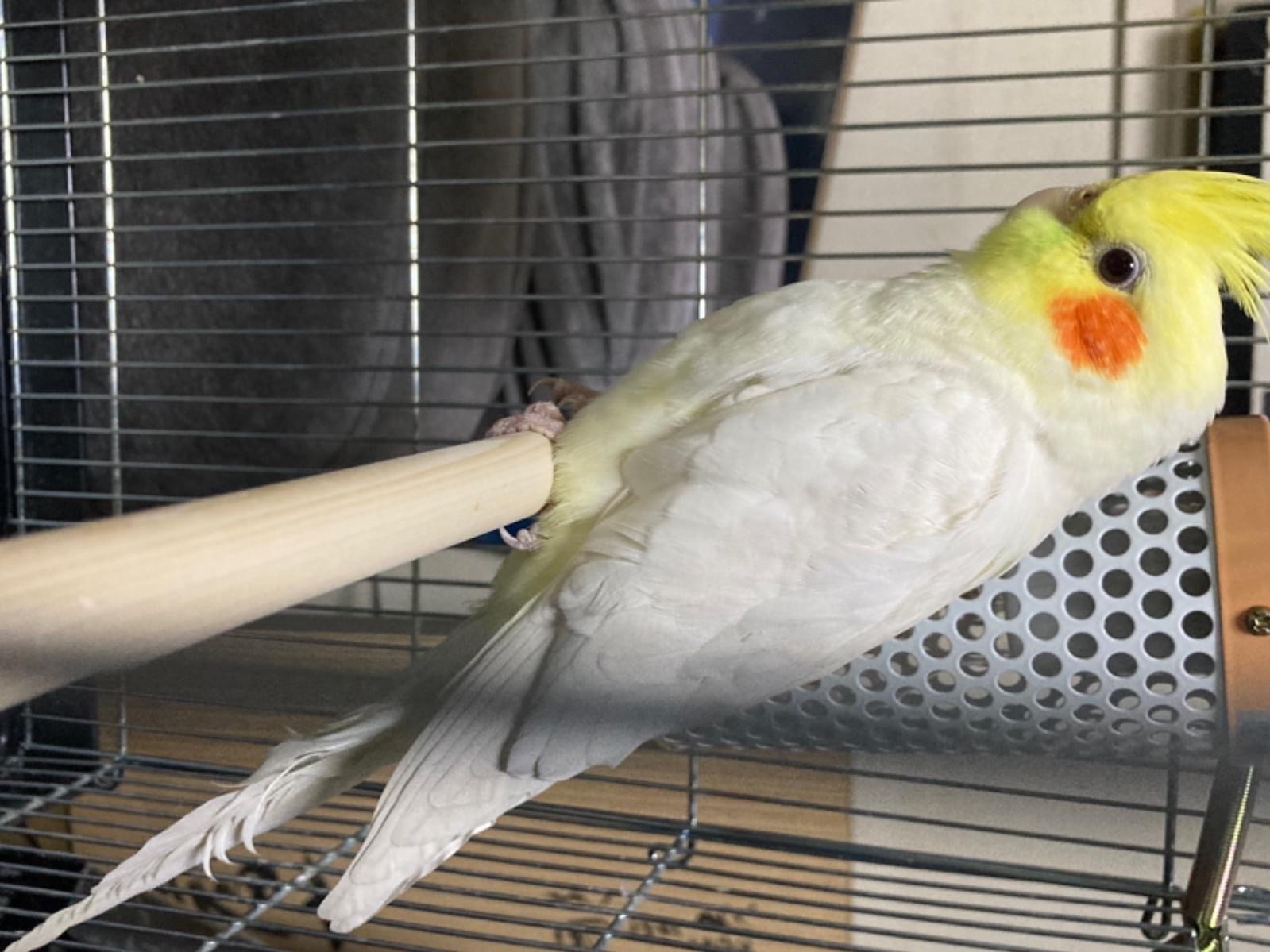 保護された鳥 保護された鳥