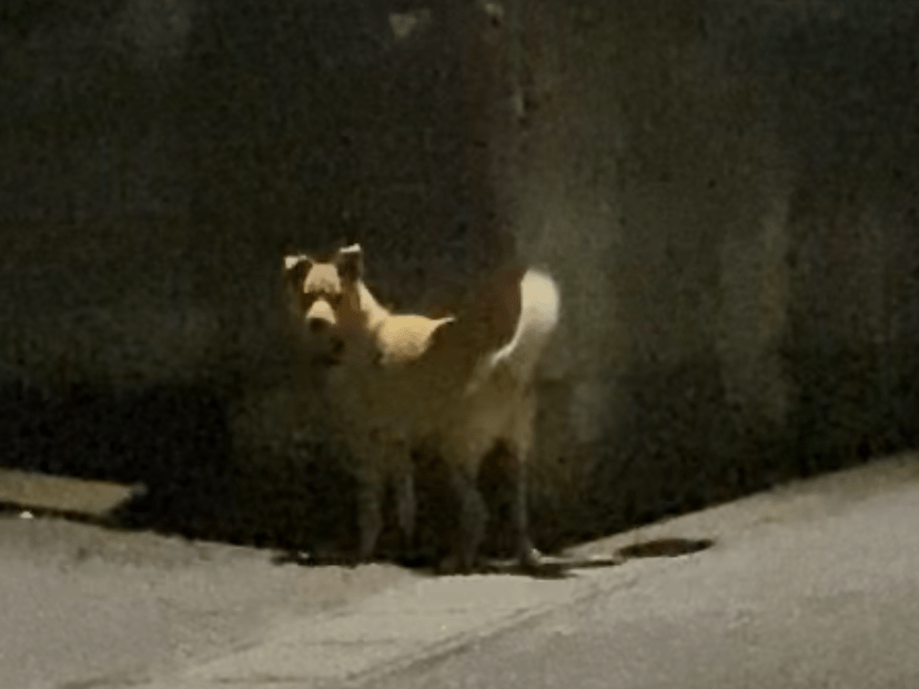 目撃された犬 目撃された犬